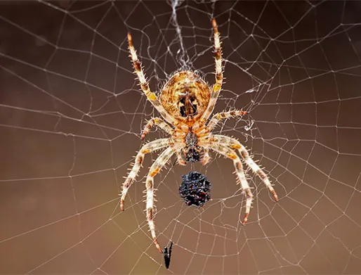 Dedetização de Aranhas São Paulo